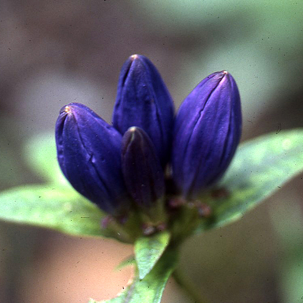 BOTTLE GENTIAN